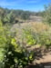 Sustainable Vineyard and Permaculture Community in Sierra Foothills - Slide 2 thumbnail