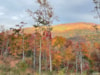 the Village at WildCat Spur Tiny Home Community in Western North Carolina  - Slide 4 thumbnail