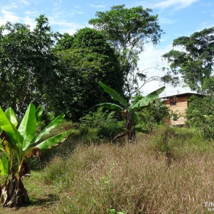 TINY HOUSE WITH 1 HECTAR ORGANIC FARMLAND - Image 2 Thumbnail